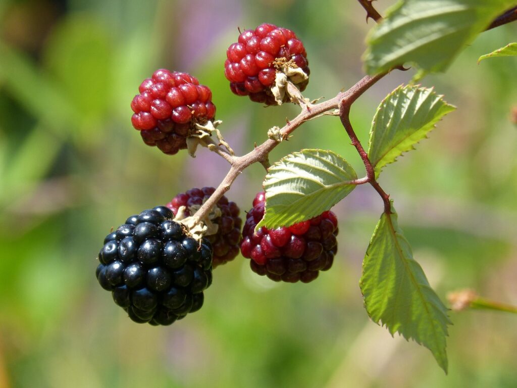 mora, nature, blackberry, fruit of the forest, summer