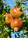 granada, granado, fruit, autumn, lean